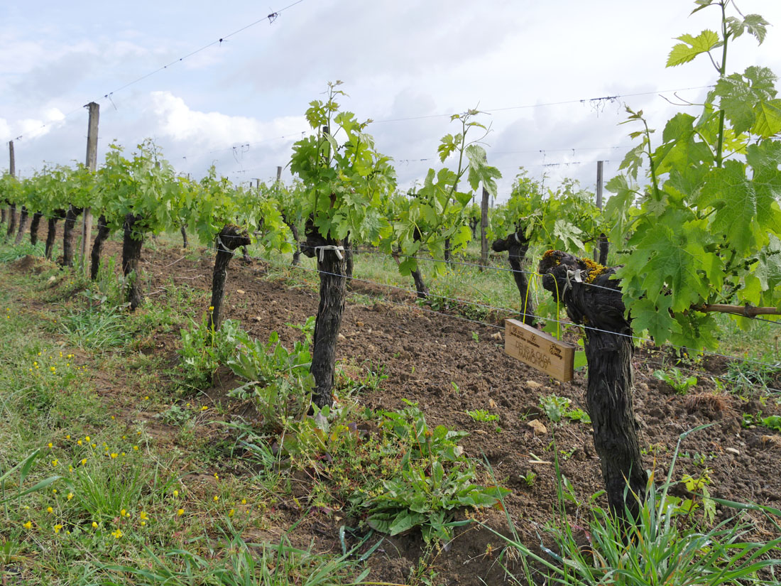 Виноградник на урожай